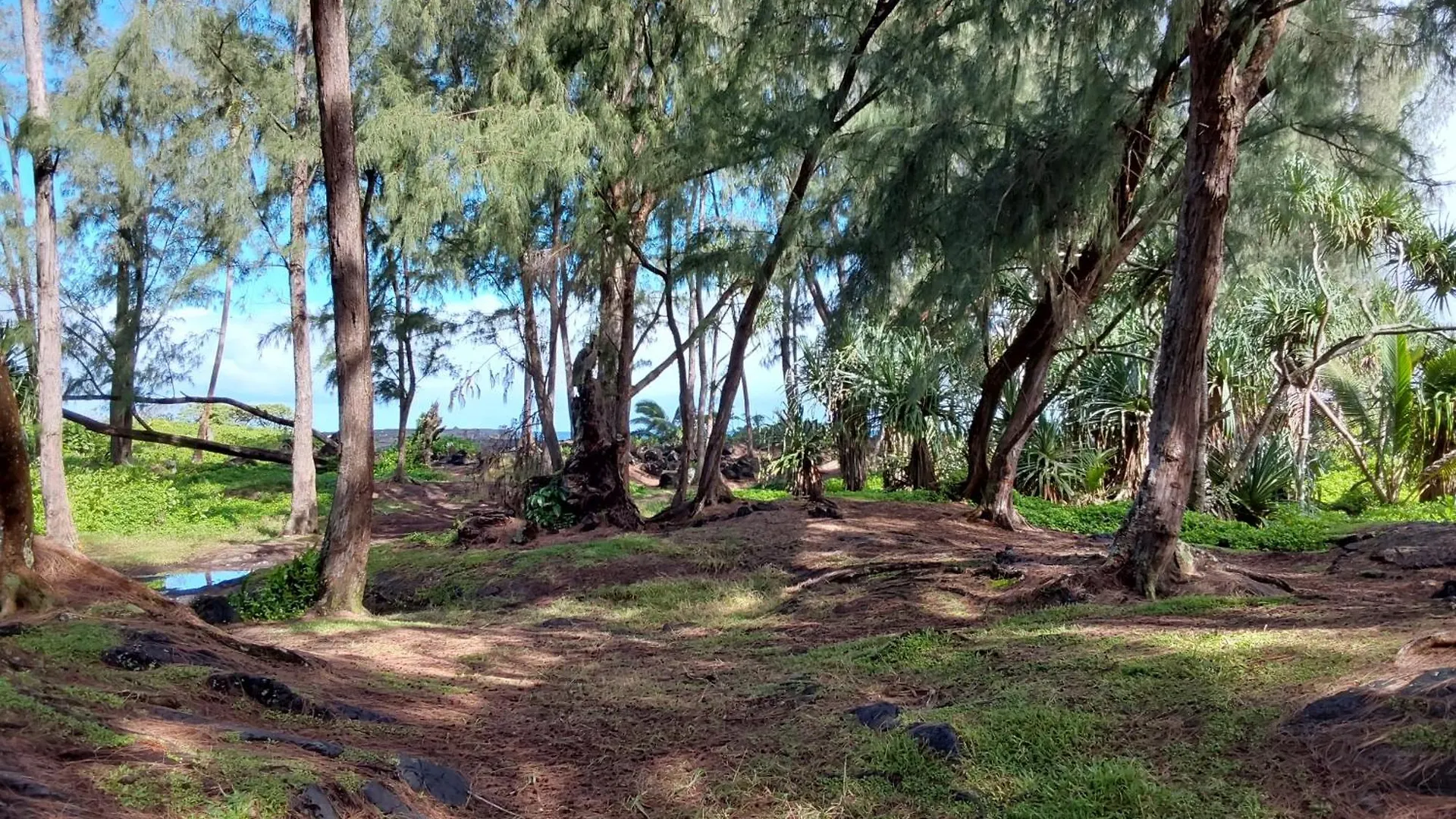 Privatunterkunft Ainaloa Vacation Home Hawaii With Phev Hybrid Plug-In Vehicle Pahoa